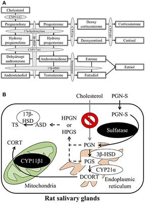 Analysis of Corticosterone and Testosterone Synthesis in Rat Salivary Gland Homogenates